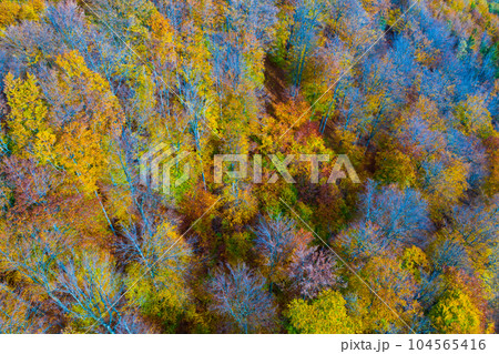 Impressive colorful autumn landscape of trees 104565416
