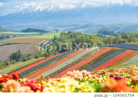 【秋の北海道】 四季彩の丘の花風景 【秋の北海道】 四季彩の丘の花風景 104565794