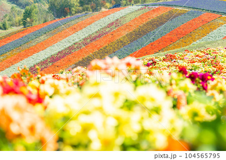 【秋の北海道】 四季彩の丘の花風景 【秋の北海道】 四季彩の丘の花風景 104565795