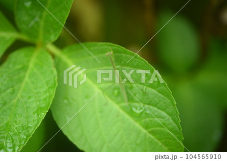 紫陽花の葉にカマキリの赤ちゃん 補色してる 紫陽花の葉にカマキリの赤ちゃん 補色してる 104565910