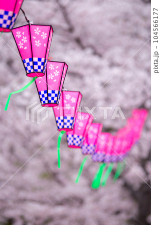 桜とランタン　春の花見のイメージ 104566177