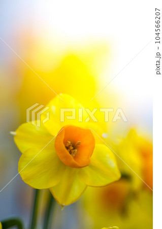 水仙の花　マクロイメージ 104566207