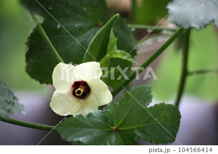オクラの花と実 オクラの花と実 104566414