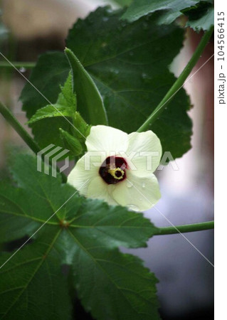 オクラの花と実 オクラの花と実 104566415