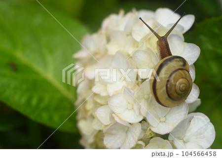 紫陽花にカタツムリ 紫陽花にカタツムリ 104566458