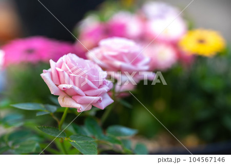 バラの花 屋外撮影 バラの花 屋外撮影 104567146