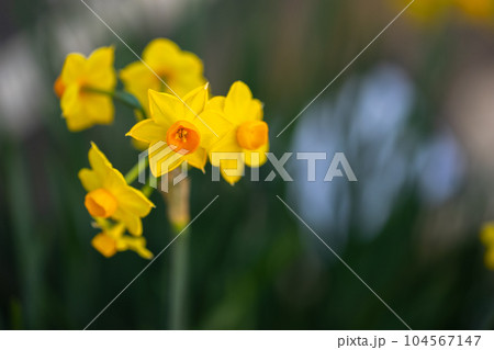 水仙の花 初春のイメージ 水仙の花 初春のイメージ 104567147