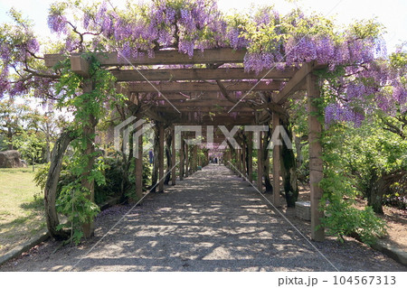 大三島藤公園 104567313