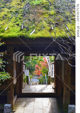 鎌倉　杉本寺 104567576