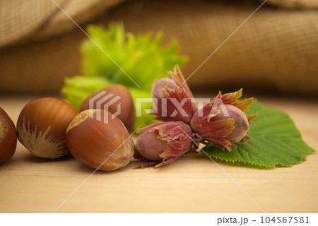 Fresh raw unshelled hazelnut on green leave 104567581