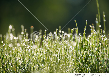 Close-up of green grass with dew drops glisten on blades Close-up of green grass with dew drops glisten on blades 104567582