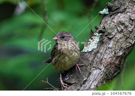 まだあどけなさが残る今年巣立ったアオジの幼鳥 まだあどけなさが残る今年巣立ったアオジの幼鳥 104567676