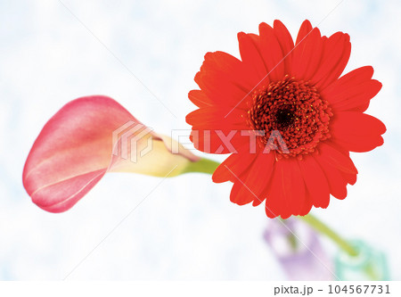 二つの種類の花素材 104567731