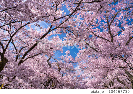 《長野県》桜満開・春の高遠城址公園 《長野県》桜満開・春の高遠城址公園 104567759