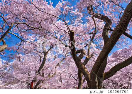 《長野県》桜満開・春の高遠城址公園 104567764