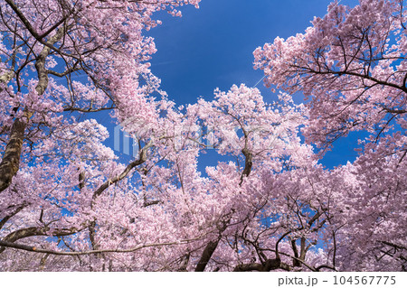 《長野県》桜満開・春の高遠城址公園 104567775