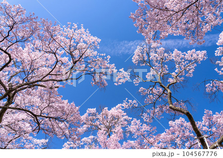 《長野県》桜満開・春の高遠城址公園 104567776