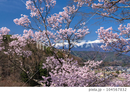 《長野県》桜満開・春の高遠城址公園 104567832