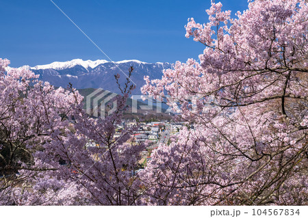 《長野県》桜満開・春の高遠城址公園 《長野県》桜満開・春の高遠城址公園 104567834