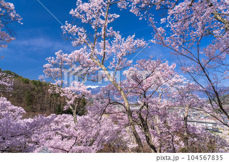《長野県》桜満開・春の高遠城址公園 104567835