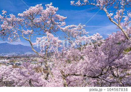 《長野県》桜満開・春の高遠城址公園 104567838
