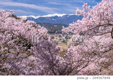 《長野県》桜満開・春の高遠城址公園 104567849