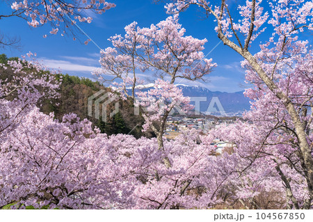 《長野県》桜満開・春の高遠城址公園 《長野県》桜満開・春の高遠城址公園 104567850