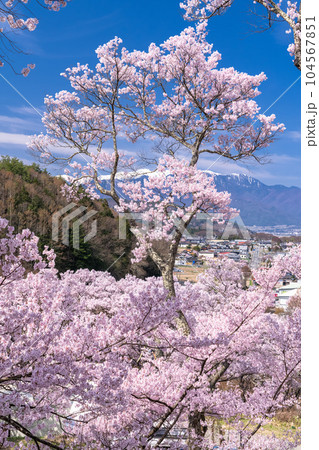 《長野県》桜満開・春の高遠城址公園 104567851