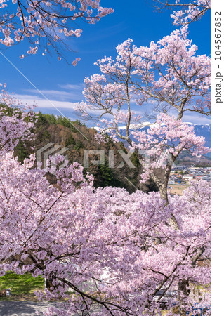 《長野県》桜満開・春の高遠城址公園 《長野県》桜満開・春の高遠城址公園 104567852