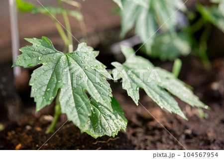 地植えゴーヤ　苗　ニガウリ 104567954