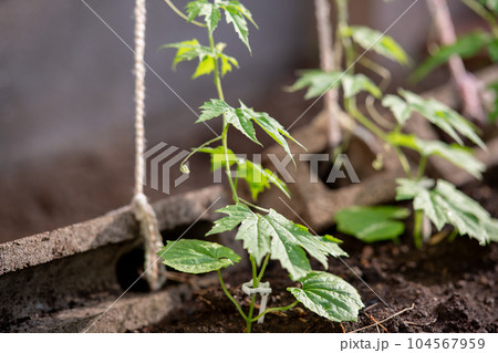 地植えゴーヤ 苗 ニガウリ 地植えゴーヤ 苗 ニガウリ 104567959