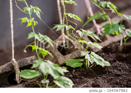 地植えゴーヤ 苗 ニガウリ 地植えゴーヤ 苗 ニガウリ 104567962