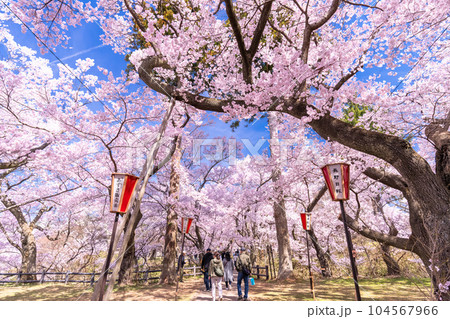 《長野県》桜満開・春の高遠城址公園 《長野県》桜満開・春の高遠城址公園 104567966