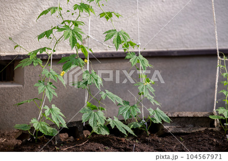 地植えゴーヤ 苗 ニガウリ 地植えゴーヤ 苗 ニガウリ 104567971