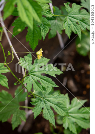 地植えゴーヤ 苗 ニガウリ 地植えゴーヤ 苗 ニガウリ 104568015