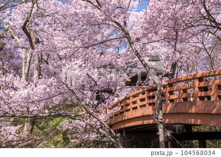 《長野県》桜満開・春の高遠城址公園 104568034