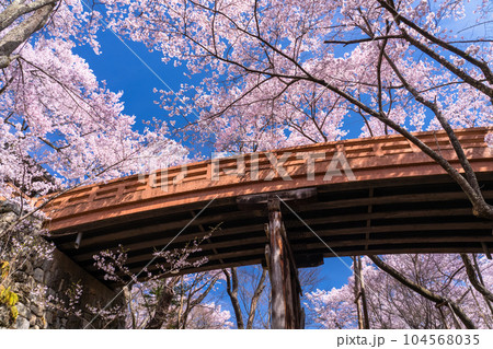《長野県》桜満開・春の高遠城址公園 104568035