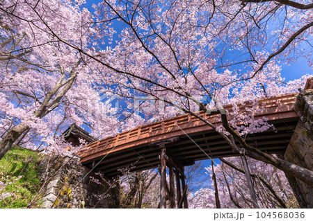 《長野県》桜満開・春の高遠城址公園 104568036