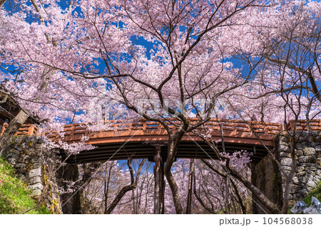 《長野県》桜満開・春の高遠城址公園 104568038