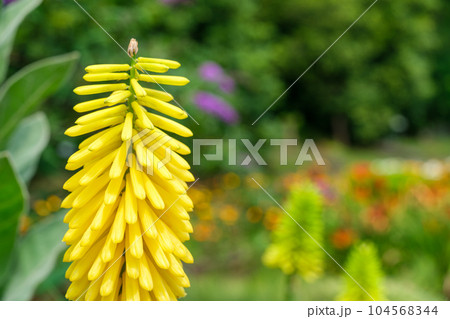 トリトマの花びら トリトマの花びら 104568344