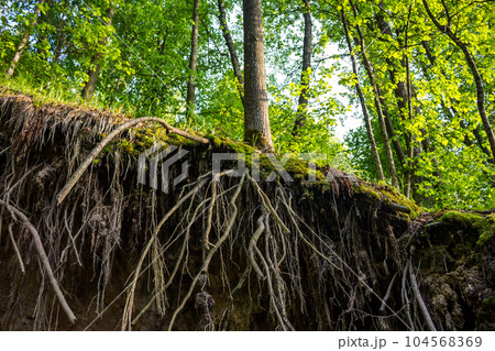 Tree roots sticking out on a cliff, root system 104568369