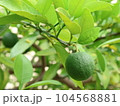 庭先のゆず 104568881
