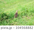キャンプ先で見かけた野鳥 104568882