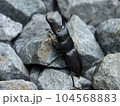 夏の始まり 104568883