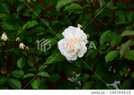 つるバラ　プロスペリティの花 104569818