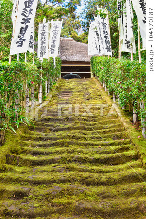 鎌倉 杉本寺 美しい苔の階段 鎌倉 杉本寺 美しい苔の階段 104570187