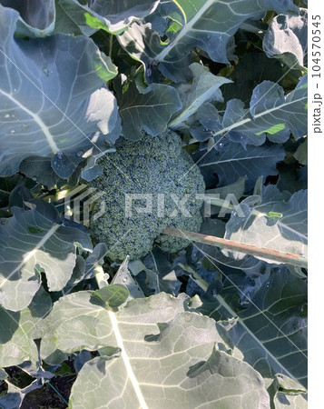 12月上旬、畑で立派に育ったブロッコリーです。 12月上旬、畑で立派に育ったブロッコリーです。 104570545