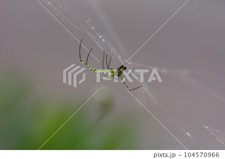 クモ 蜘蛛 スパイダー 104570966
