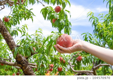 山梨県笛吹市　桃狩りイメージ　桃畑 104570970
