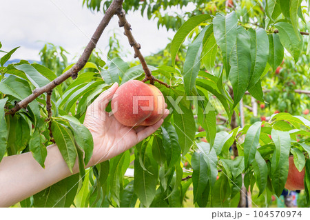 山梨県笛吹市　桃狩りイメージ　桃畑 104570974